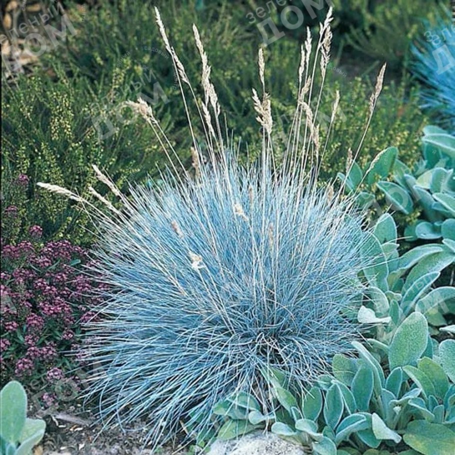 Овсяница фестука сизая