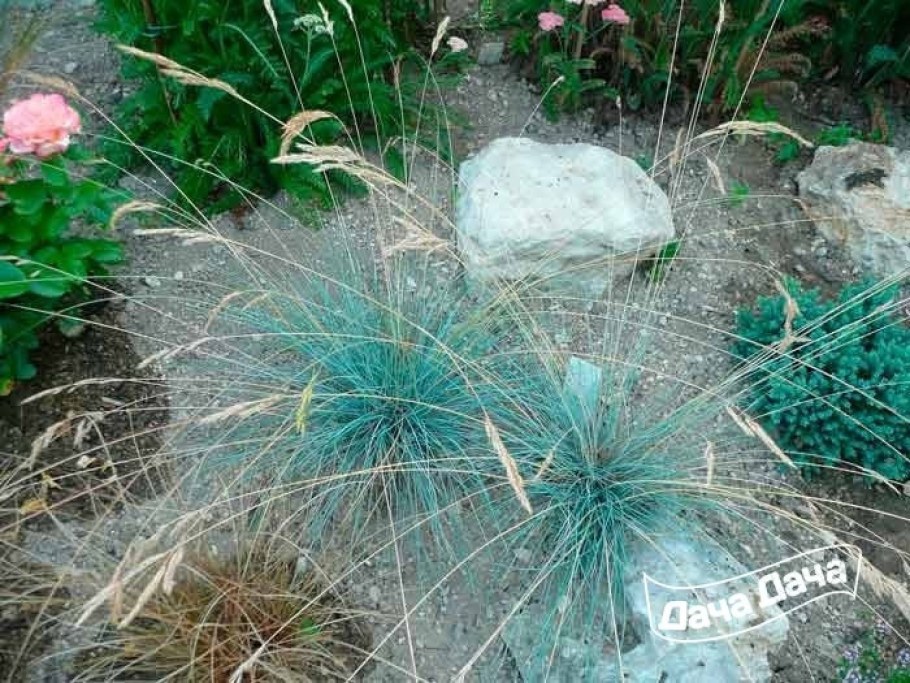 Овсяница ледниковая синичка