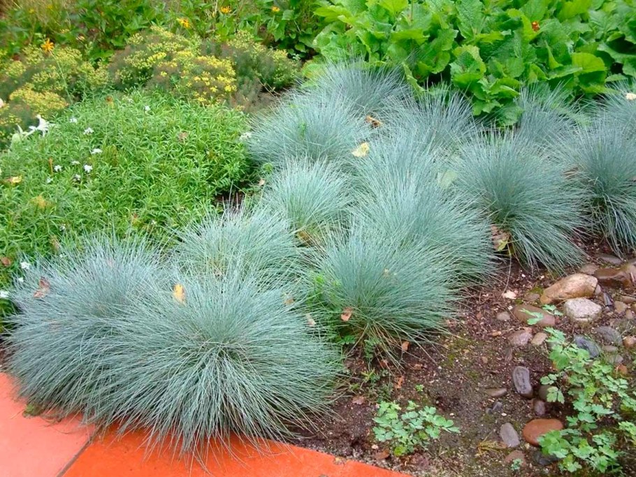 Овсяница голубая Элайджа Блю