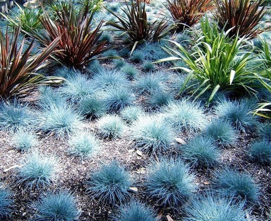 Овсяница сизая Блю