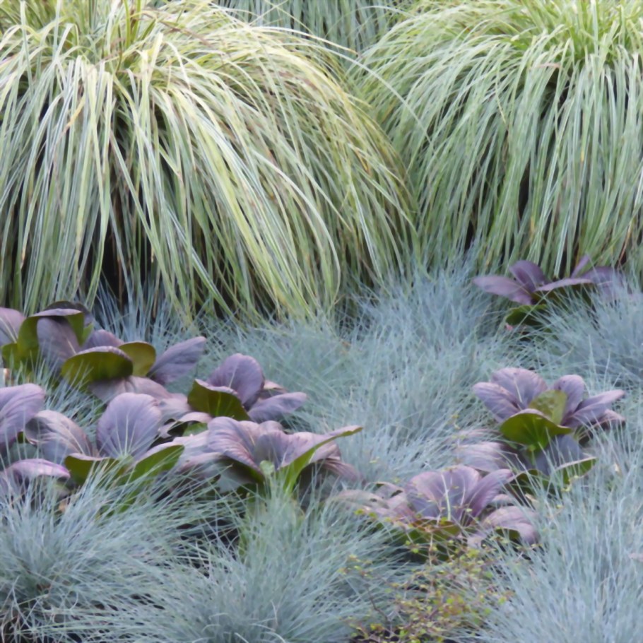 Овсяница сизая лазурит