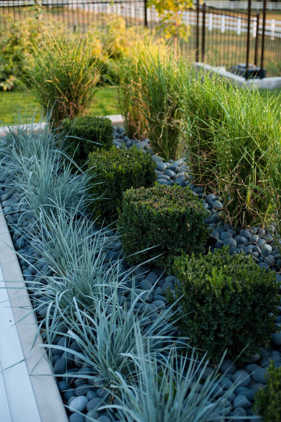 Овсяница фестука сизая