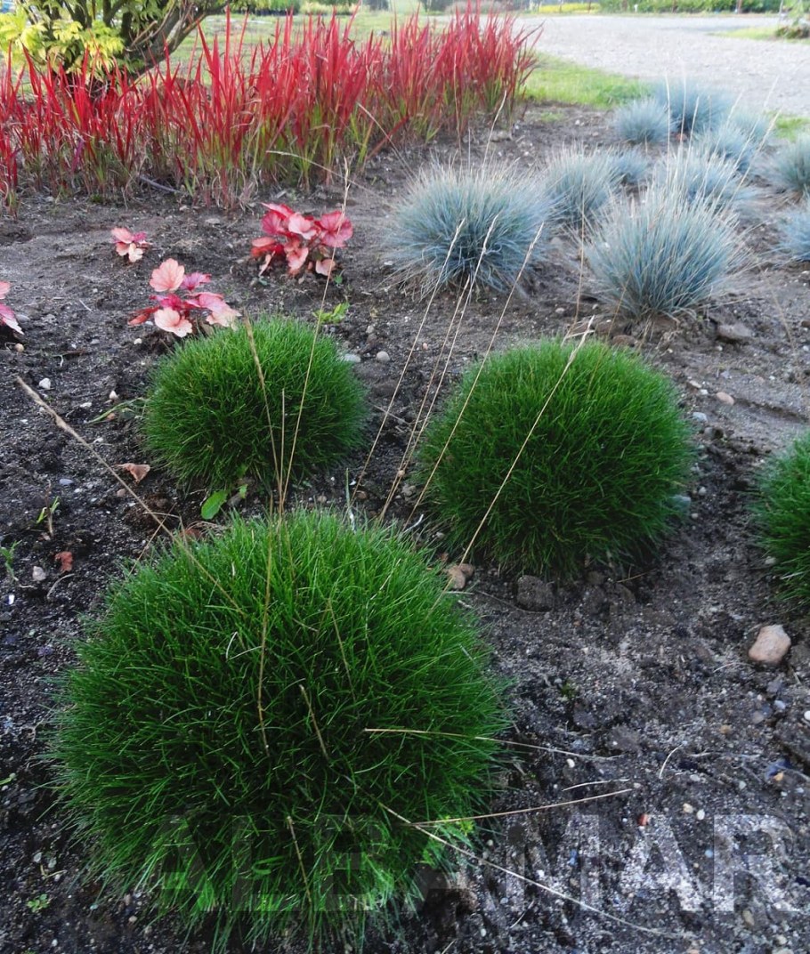 Овсяница сизая Готье