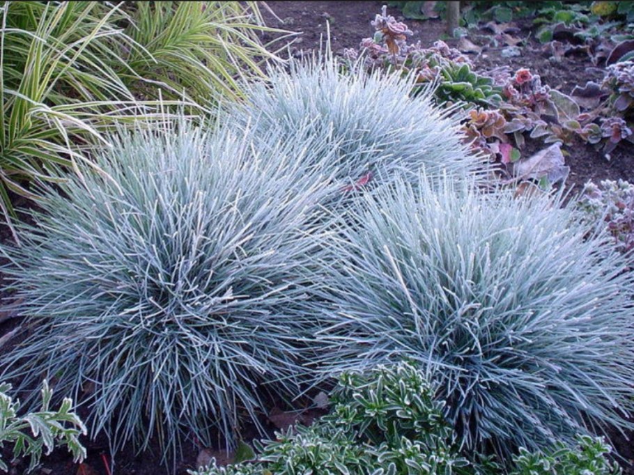 Овсяница сизая (Festuca glauca)