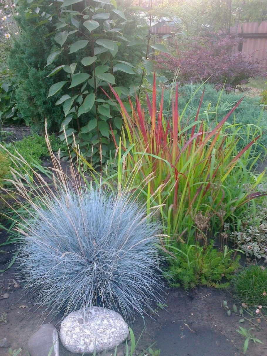 Самшит с овсяницей сизой