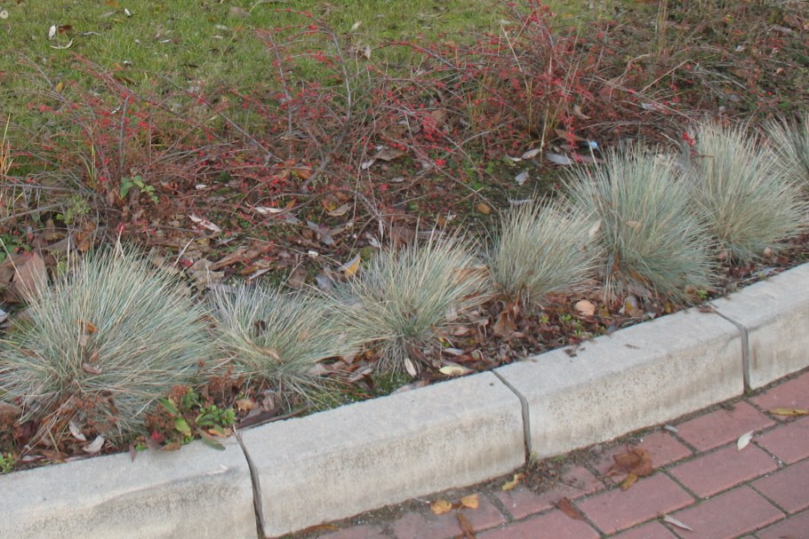 Овсяница сизая бордюр