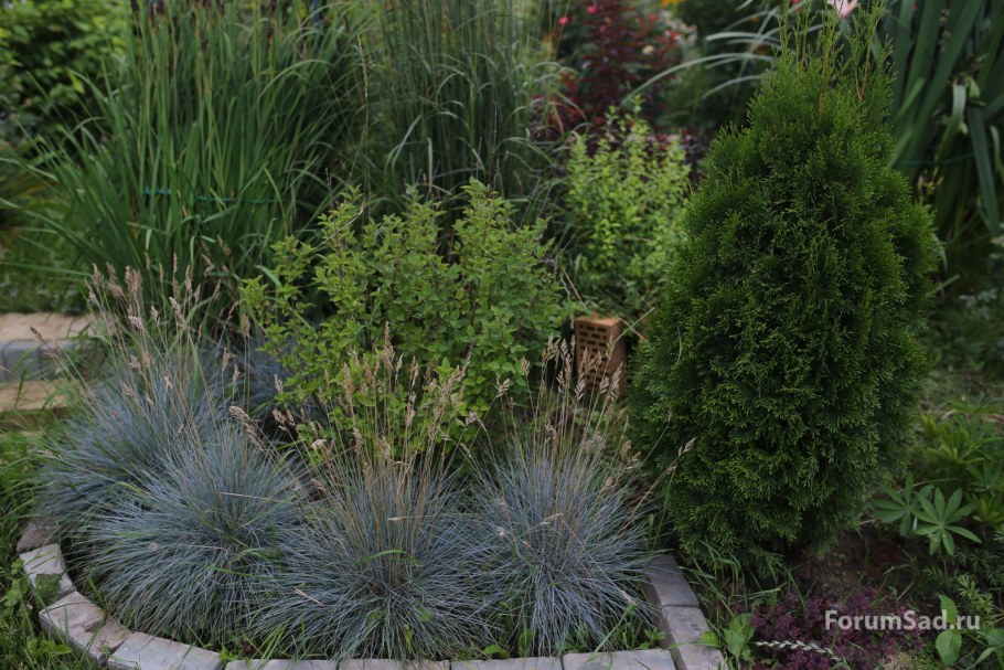 Овсяница сизая Фредди