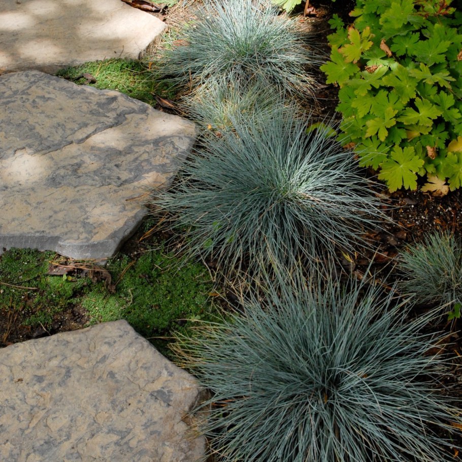 Овсяница сизая Элайджа Блю