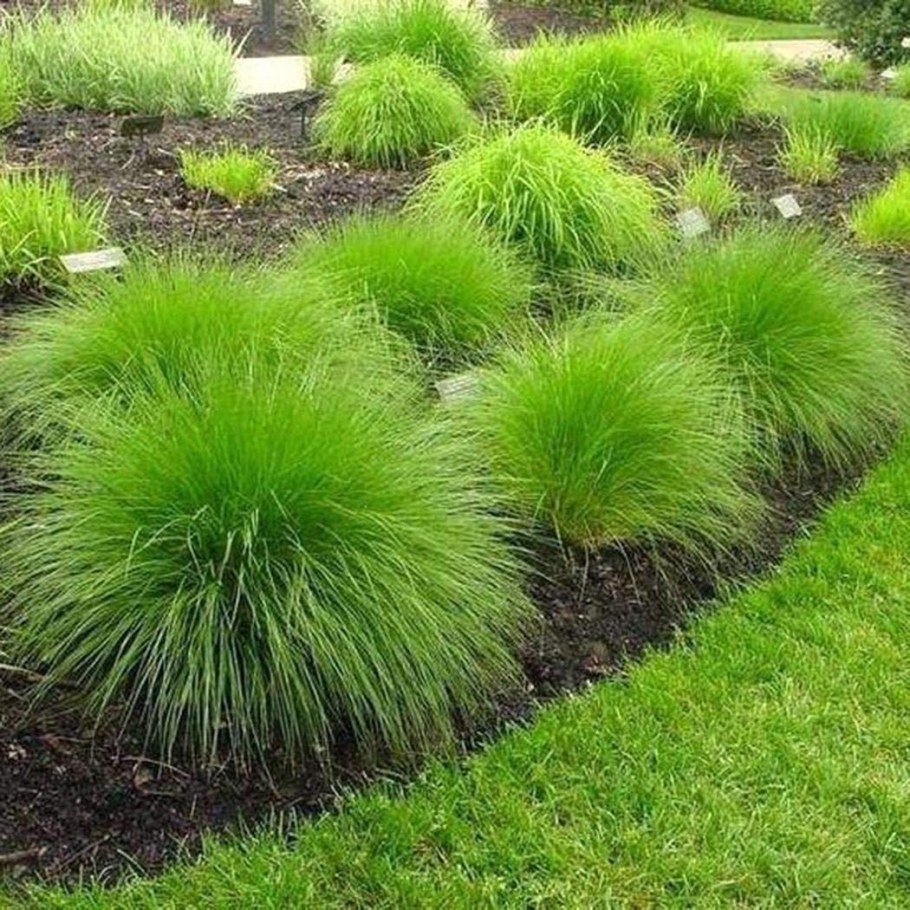 Sporobolus heterolepis зимостойкость