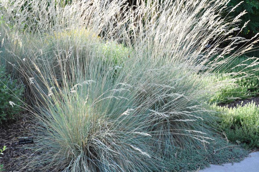 Овсец вечнозелёный ( Helictotrichon sempervirens)