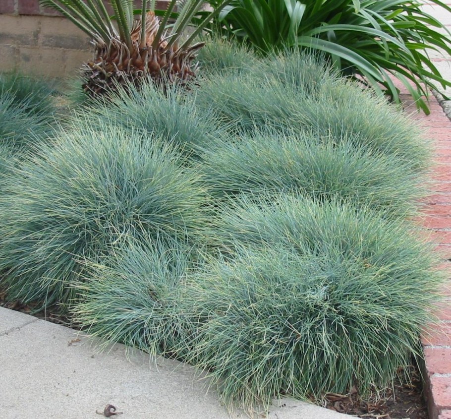 Фестука овсяница зеленая