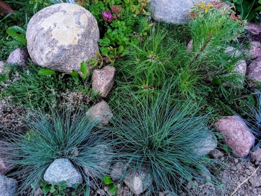 Овсяница сизая лазурит