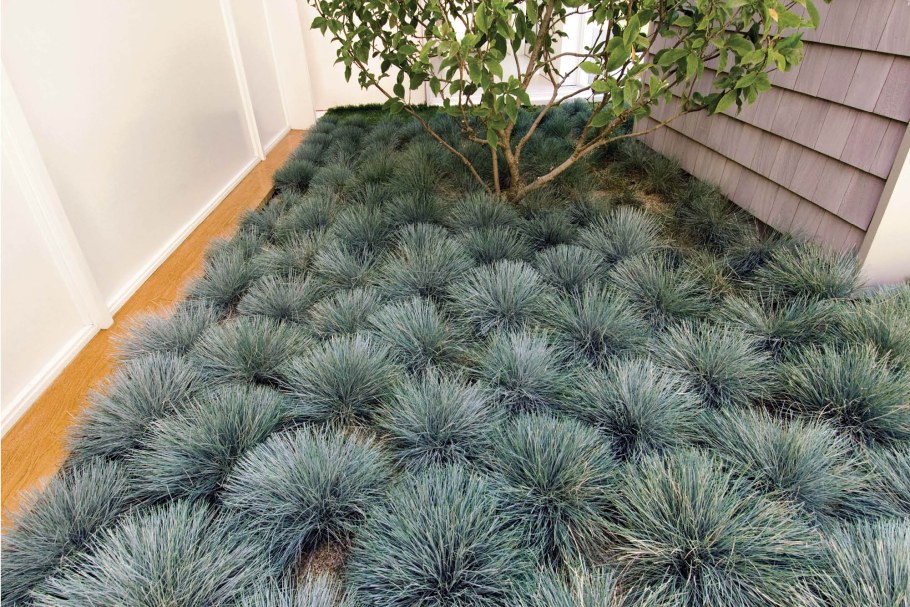 Овсяница фестука сизая