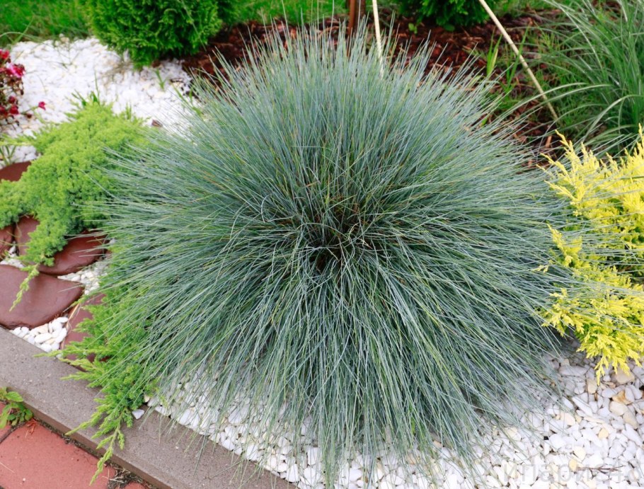 Овсяница сизая Элайджа Блю