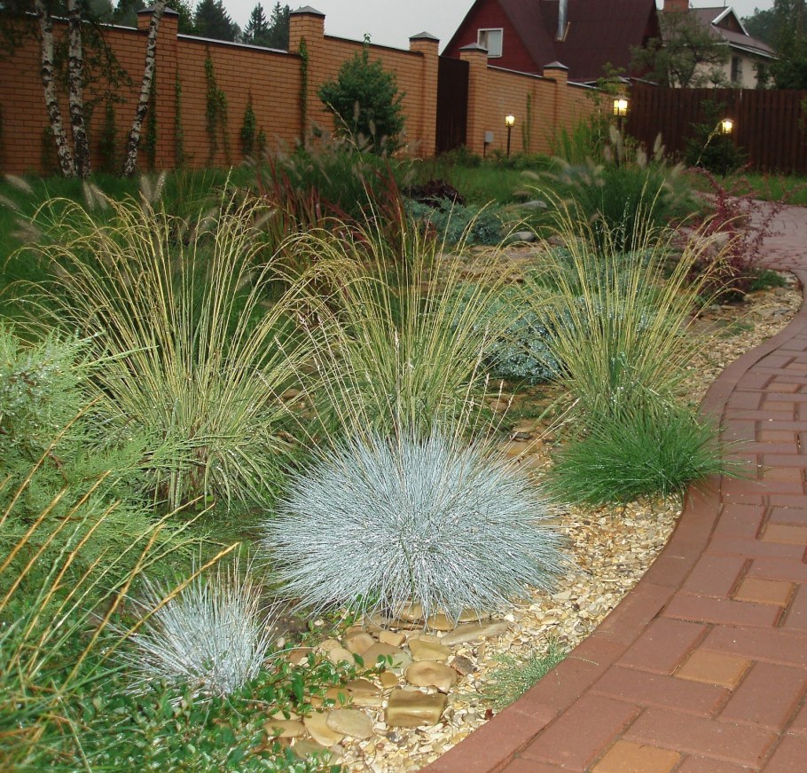 Овсяница сизая и мискантус