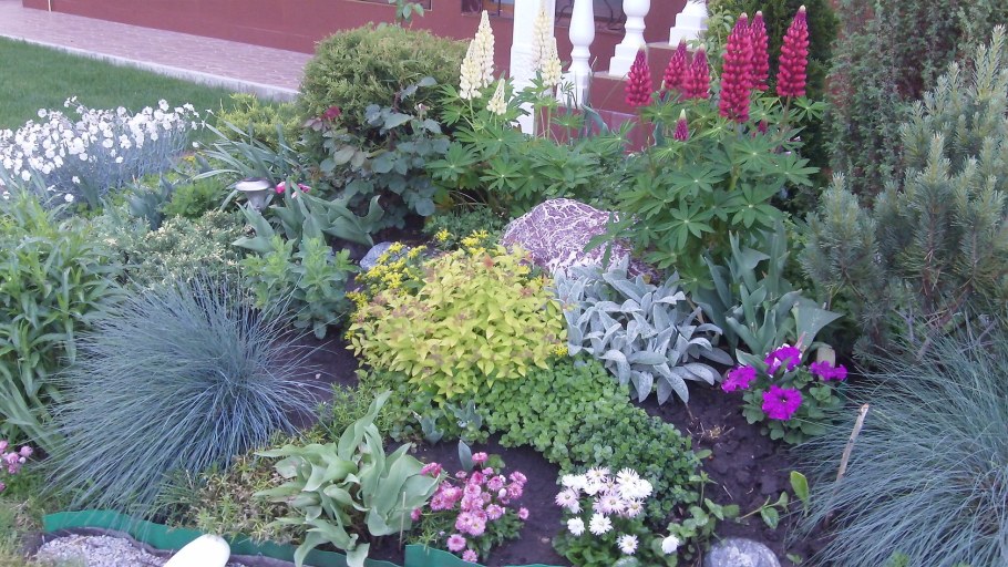 Овсяница голубая миксбордер