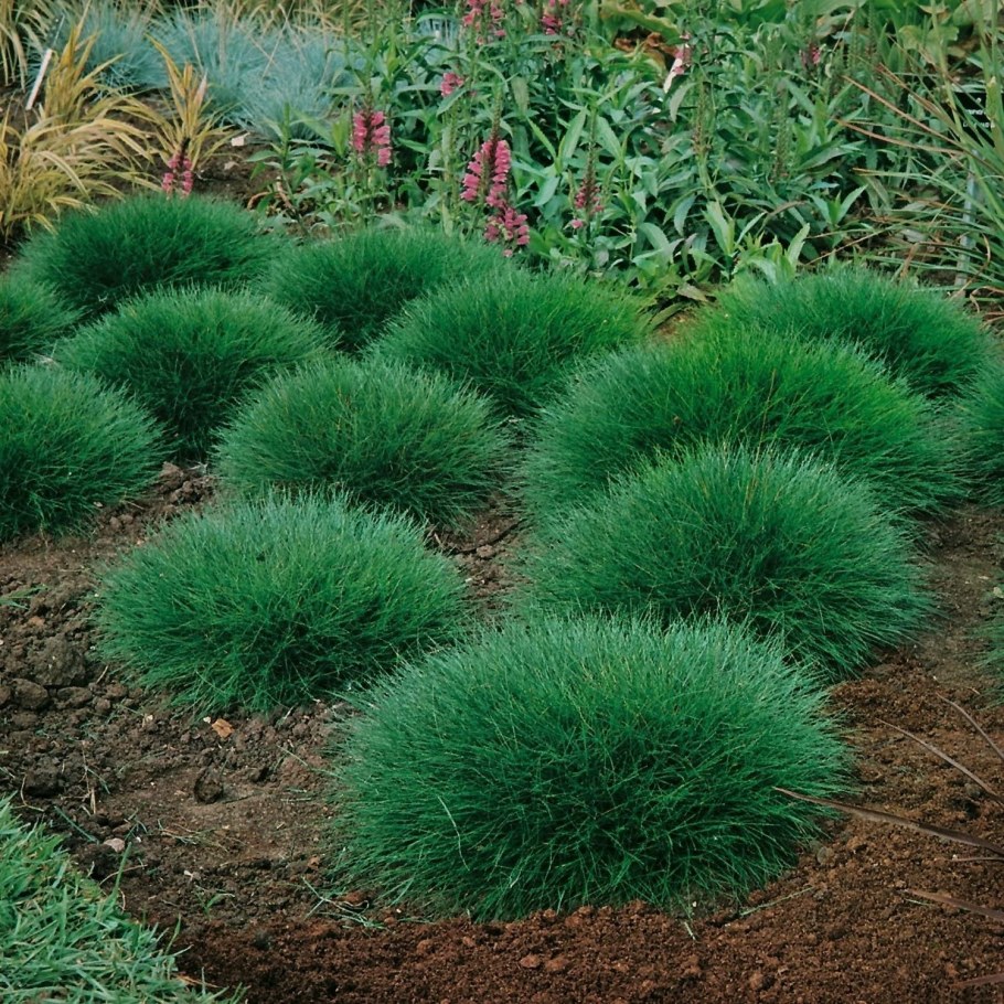 Овсяница фестука сизая