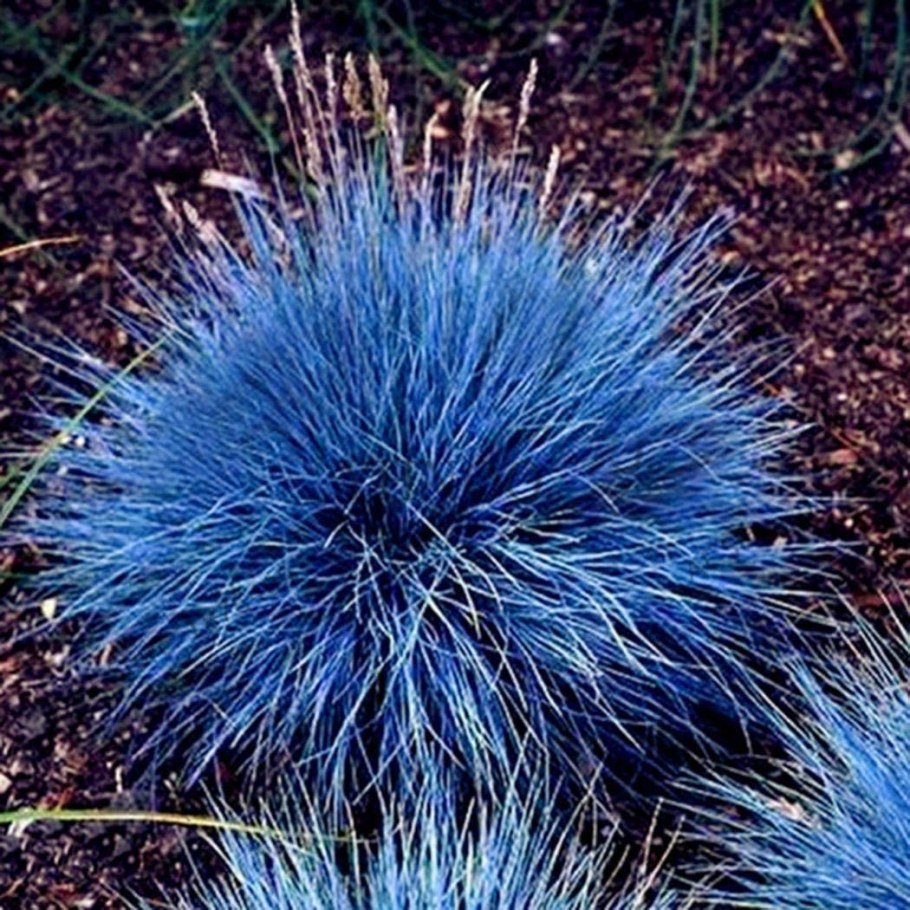 Овсяница сизая лазурит