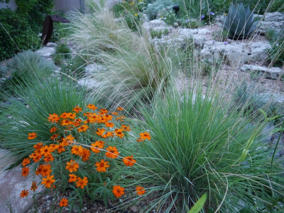 Овсяница сизая Варна