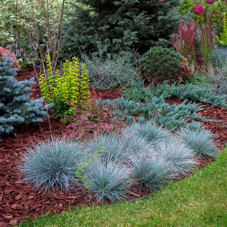 Овсяница голубая