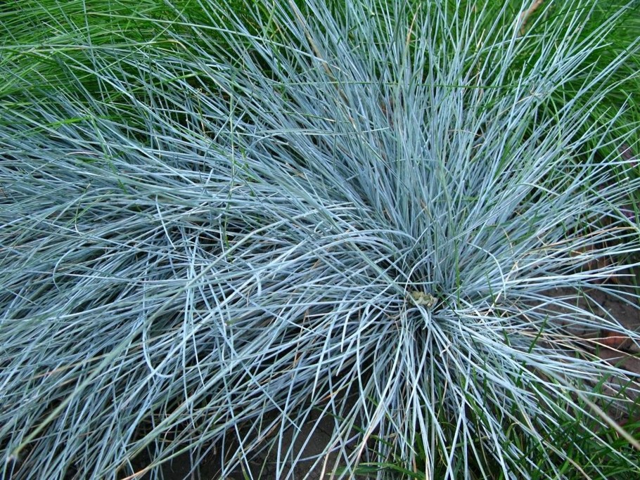 Овсяница голубая