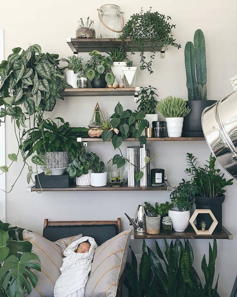 Комнатные растения в интерьере