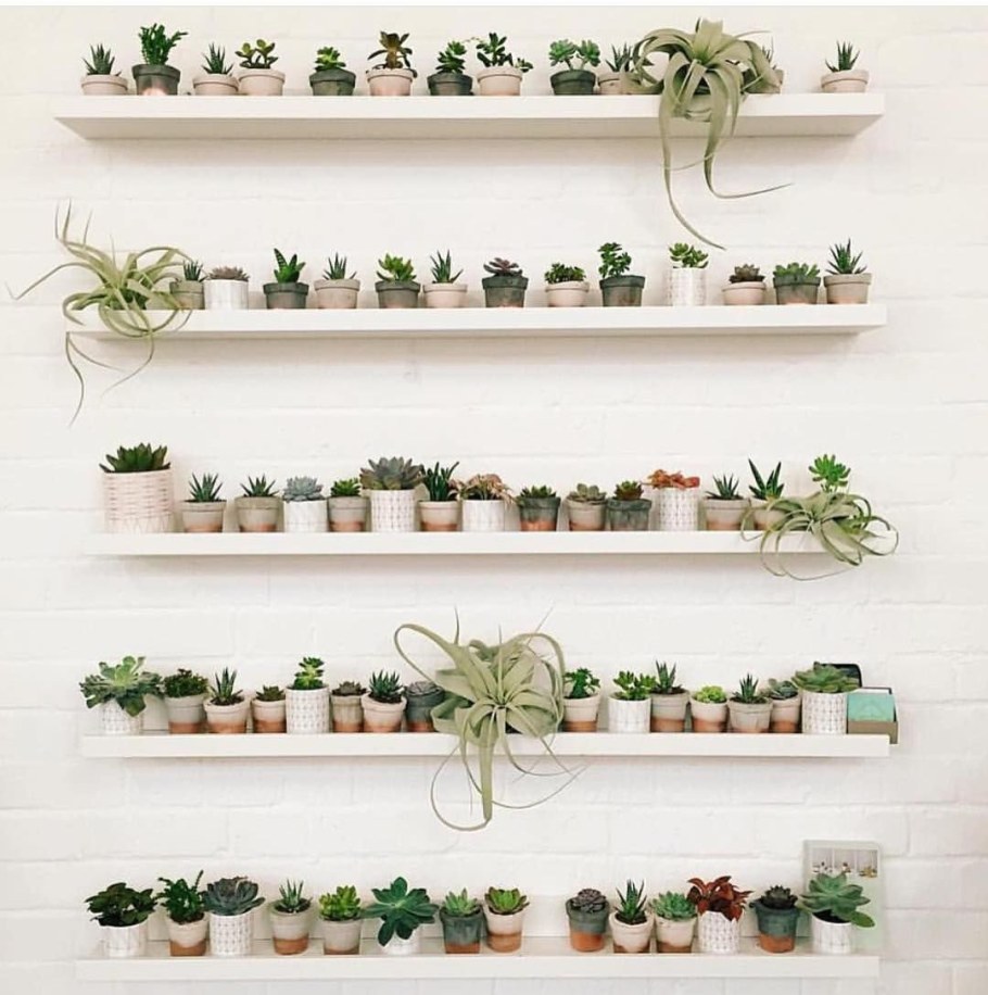 Суккуленты Леруа Мерлен