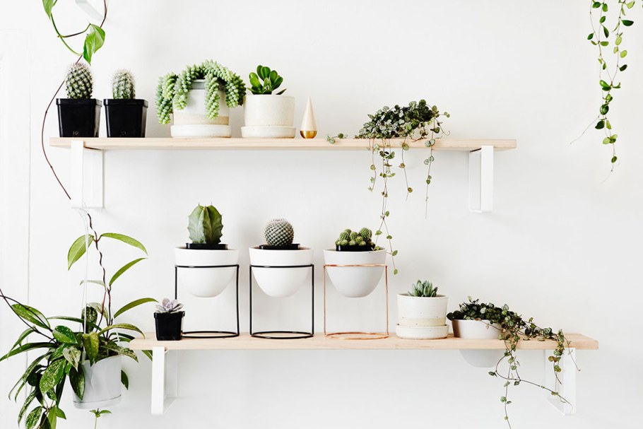 Цветы на стене в горшках