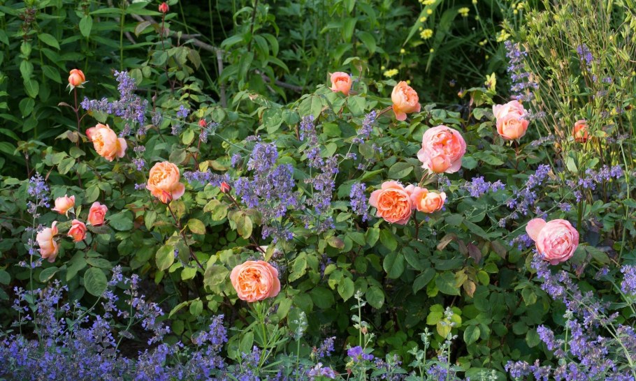 Роза леди оф шалотледи Эма Гамельтон