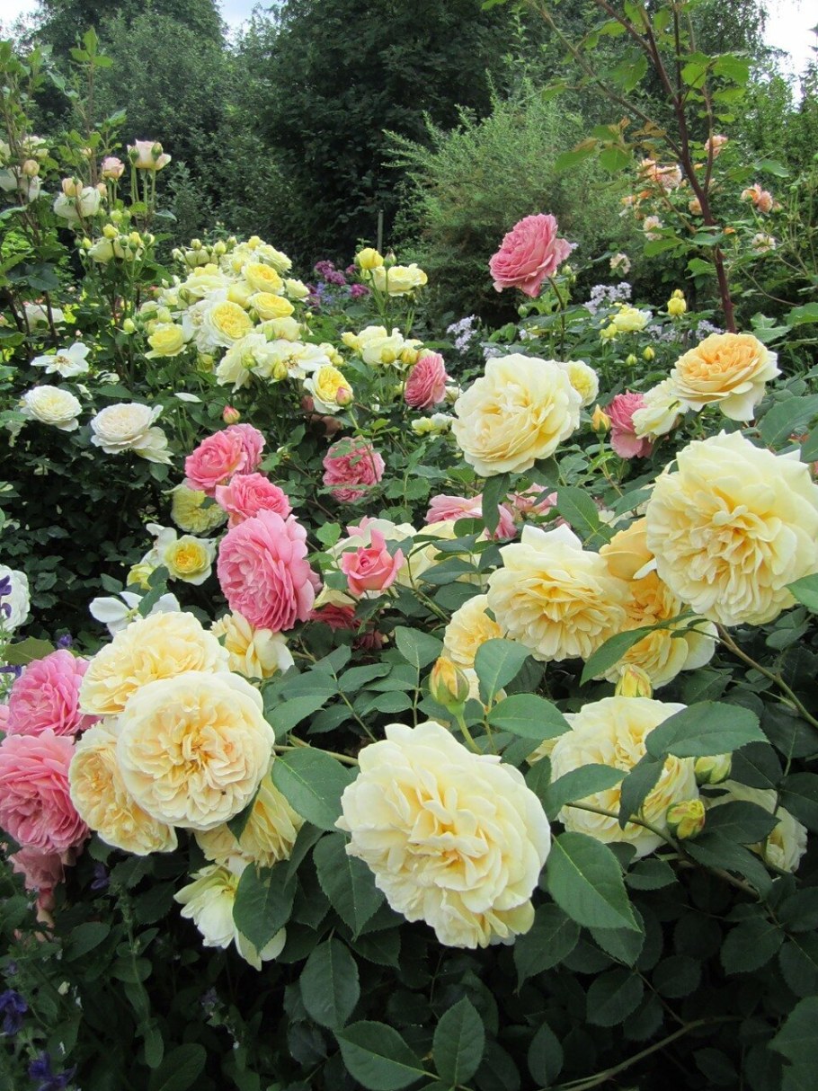 Сад роз (розарий) Дэвида Остина