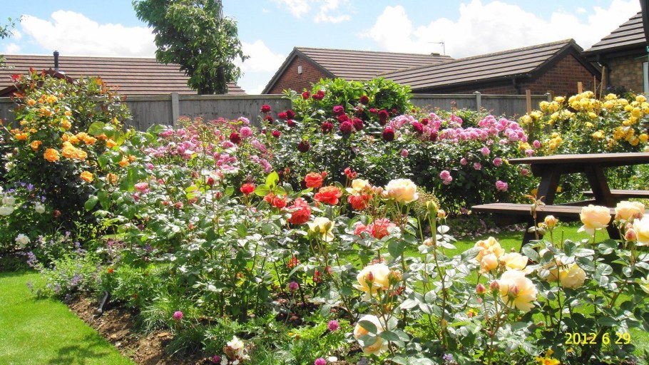 Розарий в саду Дэвида Остина