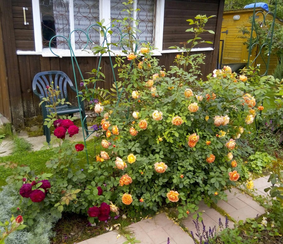 Роза Вестерленд с Розариум