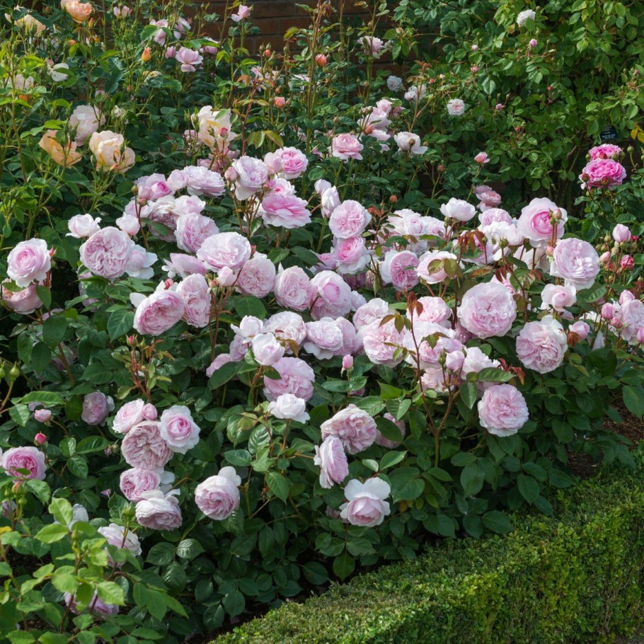 Роза Оливия Роуз Остин