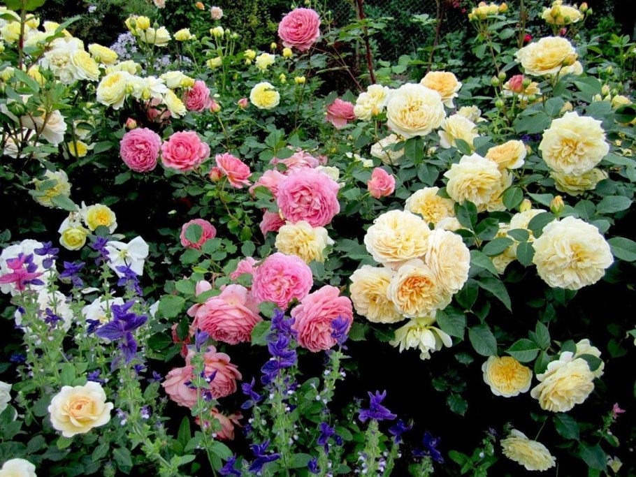 Чарити роза Остина