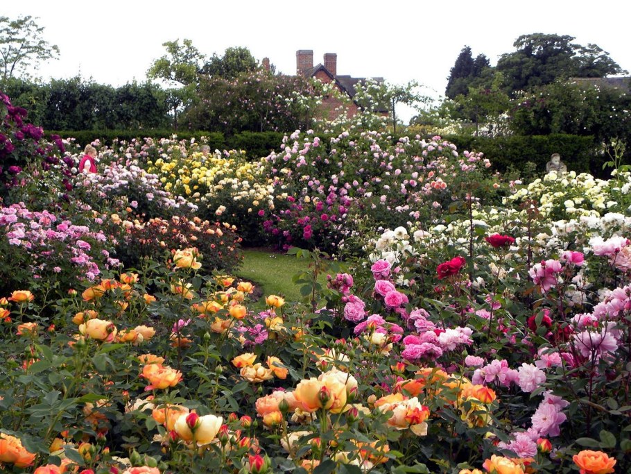 Роза Роуз Гарден