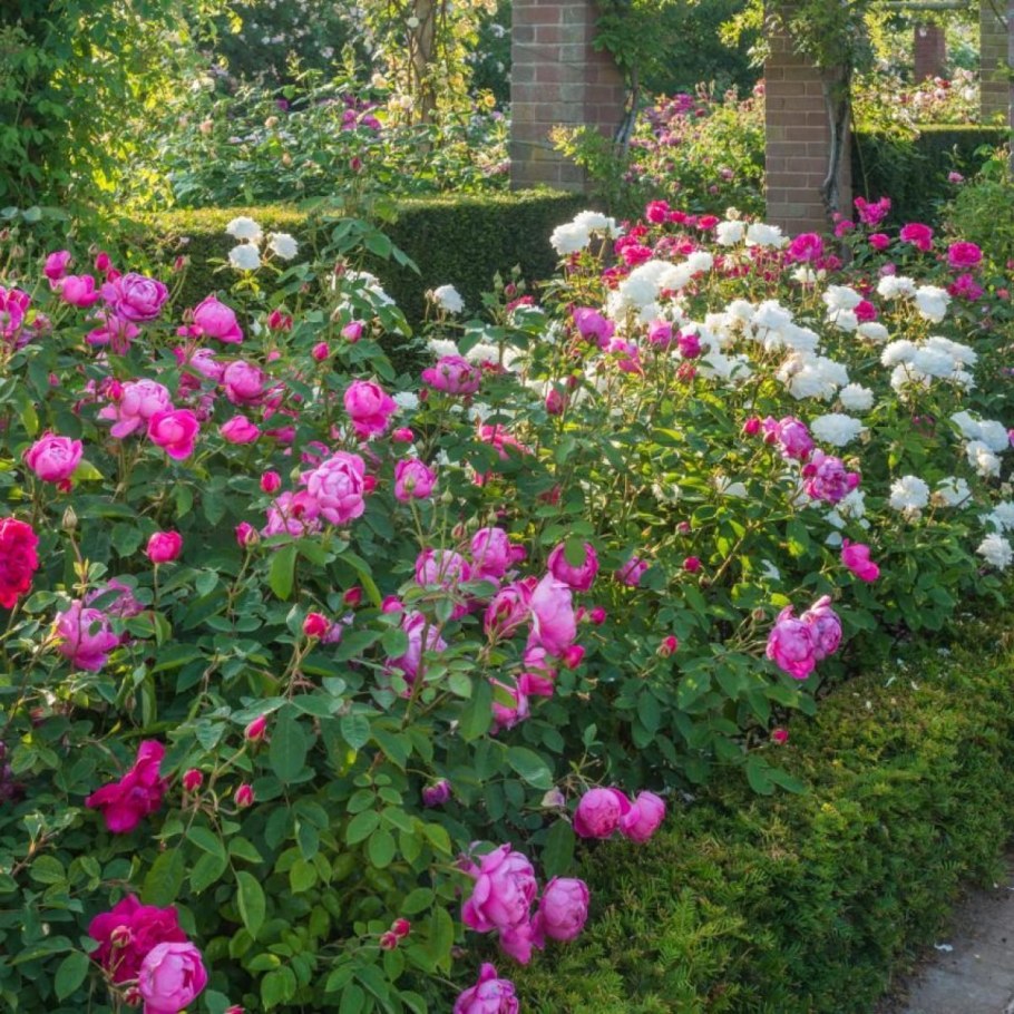 Роза почвопокровная Розариум