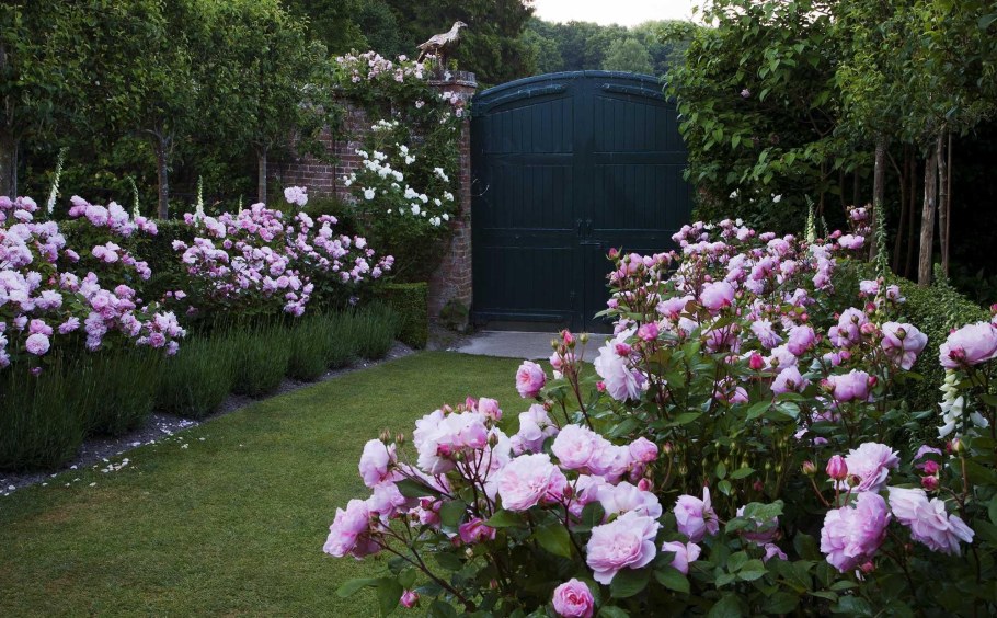 Роза David Austin изгородь