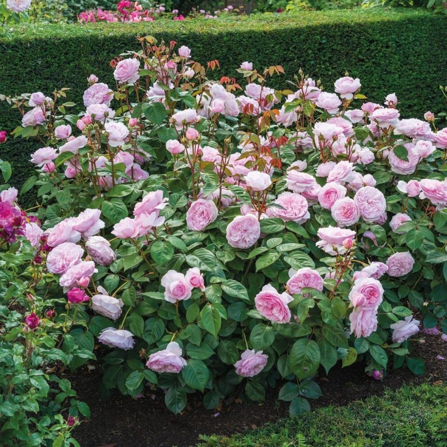 Оливия Роуз роза Остина