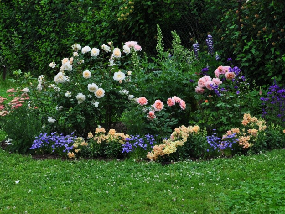 Розы Остина в миксбордере