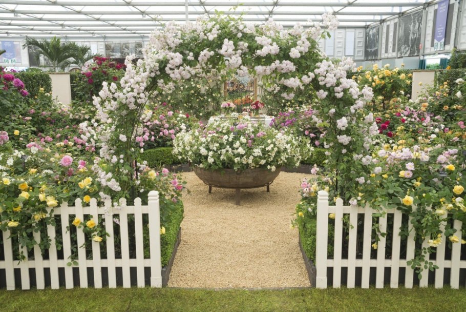 Роза David Austin изгородь