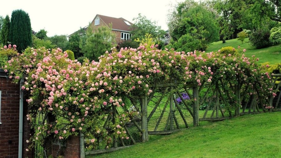 Роза зе Олбрайтон
