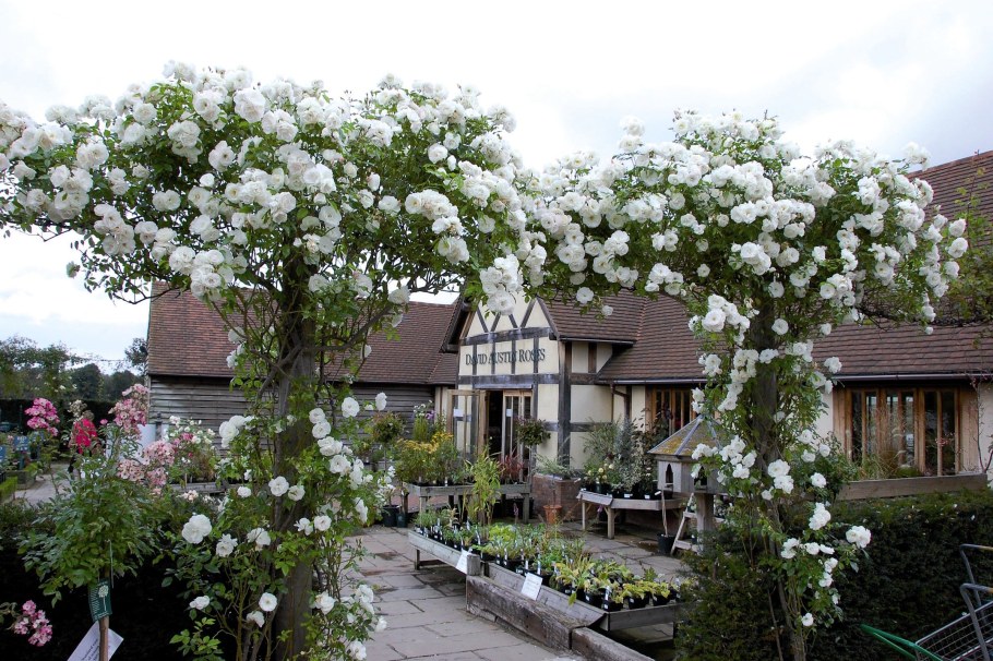 Роза плетистая Айсберг клаймбинг