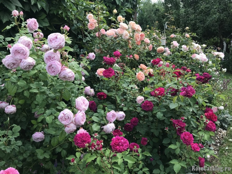 Розы Дэвида Остина спирит