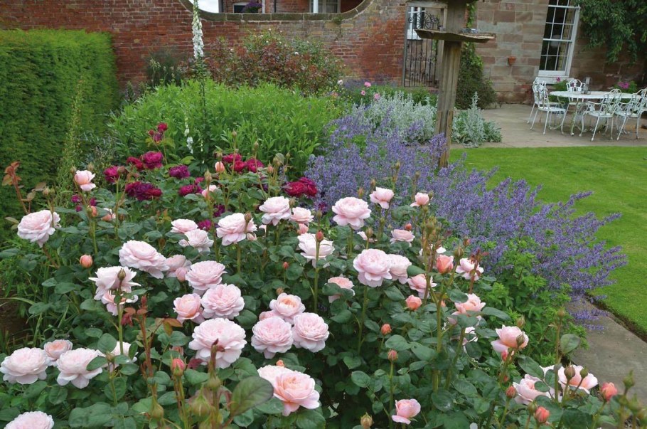 Розы Остина куин оф свиден