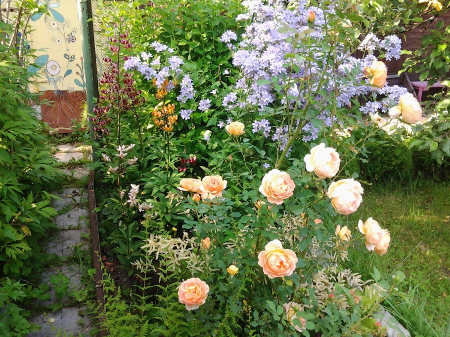 Голден Селебрейшен роза компаньоны