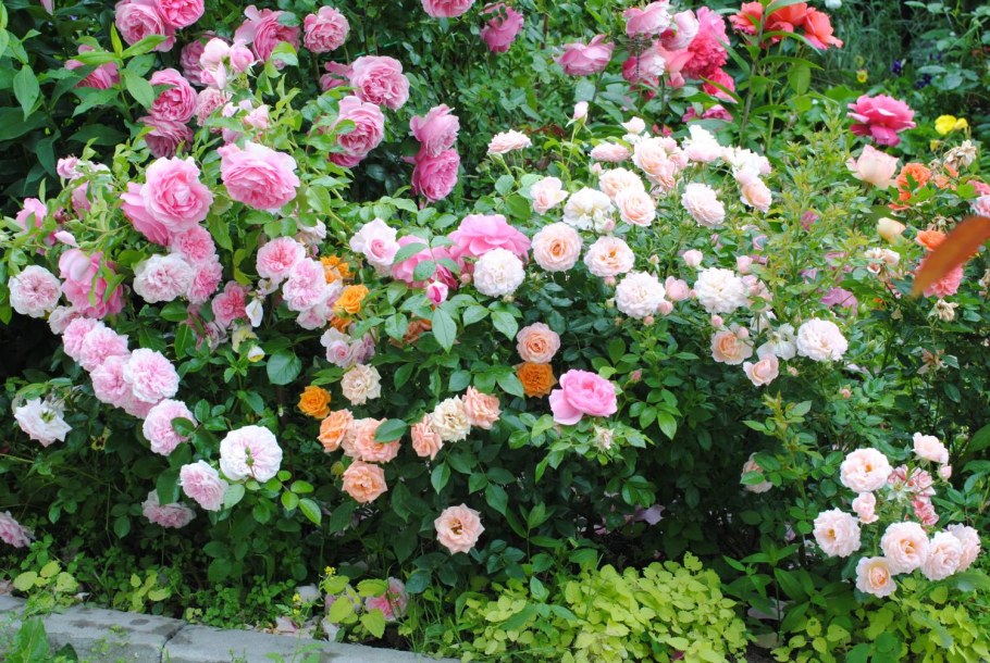 Роза плетистая Абрахам дерби