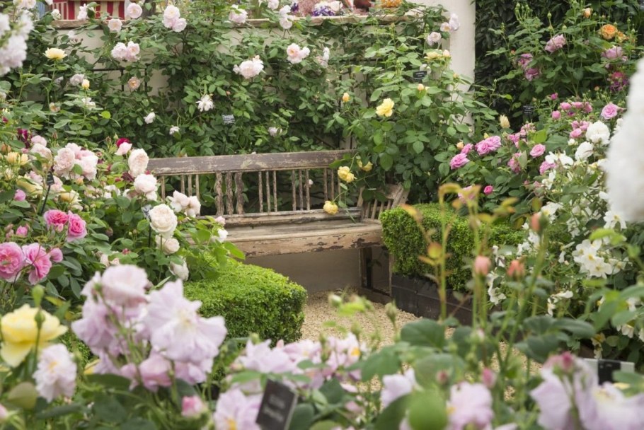 Роза David Austin изгородь