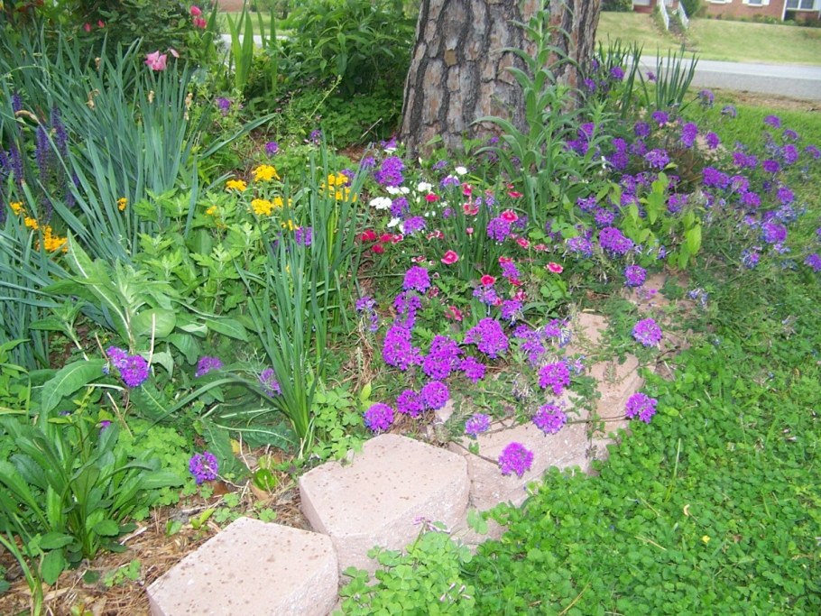 Вербена в ландшафтном