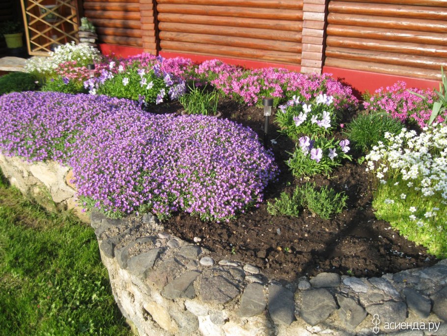 Обриета (аубреция)