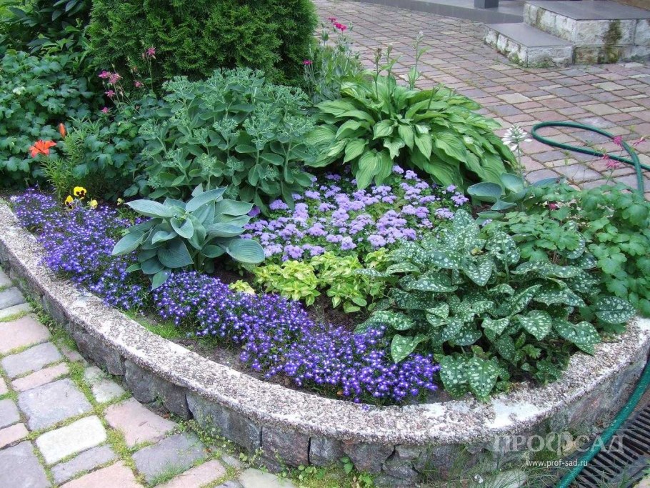 Лобелия бордюрная